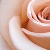 apeonyandrose